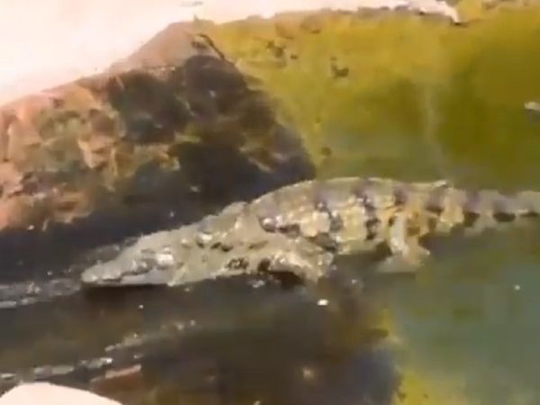 Crocodile Video