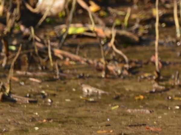 crocodile, gujarat, state news