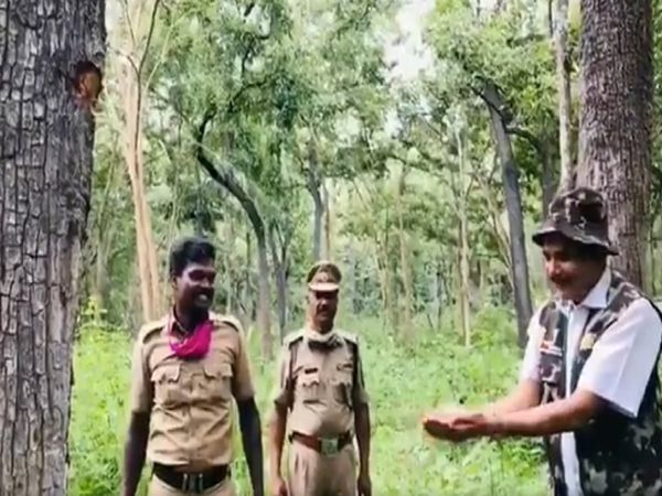 Crocodile bark tree oozing water