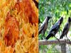Tamil Nadu Police Arrest Men Who Killing Crows and Selling the Meat to name of Chicken