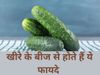 Cucumber Seeds Benefits