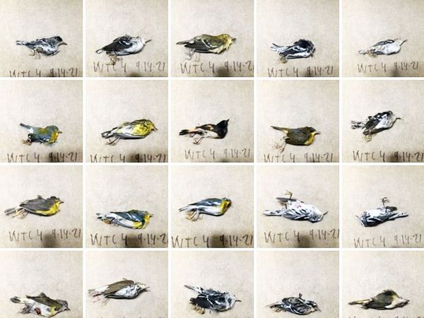 dead birds in America