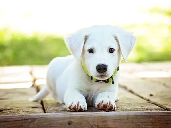 Farmer was angry with his son's behavior, gave half the property in the name of his dog, Chhindwara, Madhya Pradesh