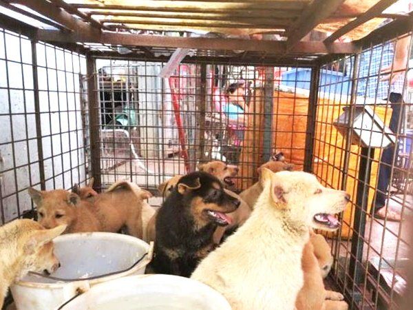 meat festival in yulin guangxi zhuang