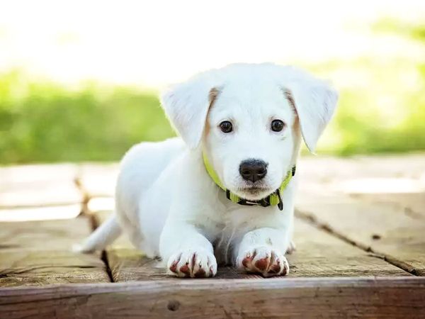 A heartwarming story of auto driver and his pet in Pune see this Viral post