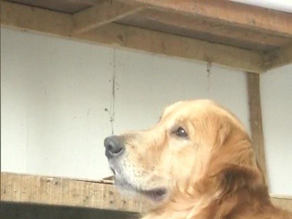 No objection letter from neighbor is mandatory for keeping pet