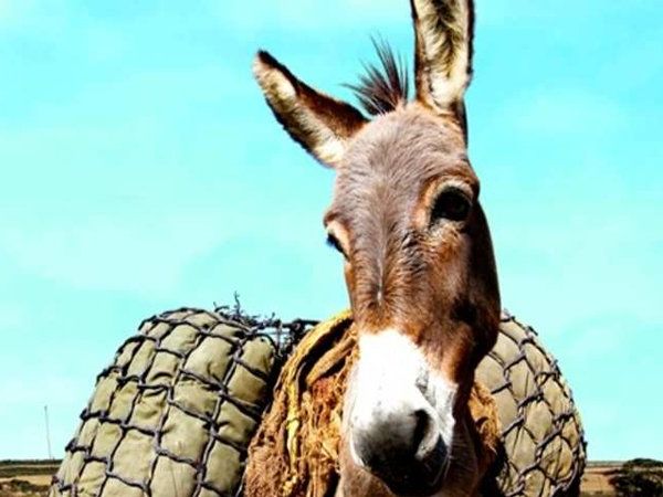 Representational Image