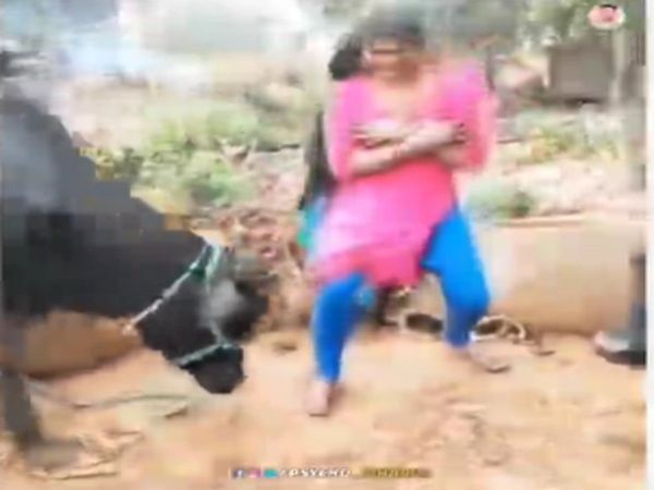 Girl Starting Dance in Front of Buffalo Then What Happened Watch Funny Video