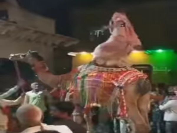 Dance Viral Video Woman Dance on Camel Video Goes Viral