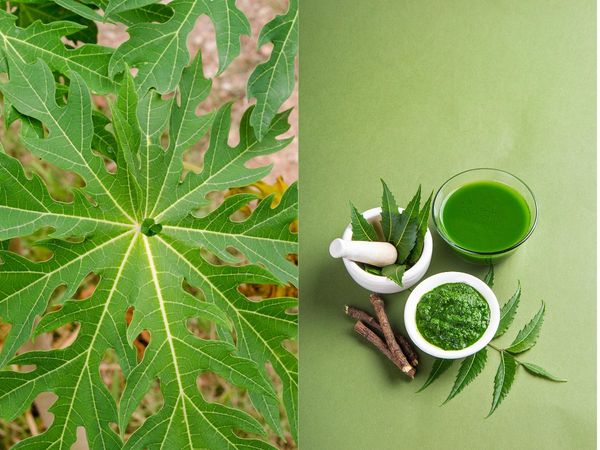 Dengue Home Remedies