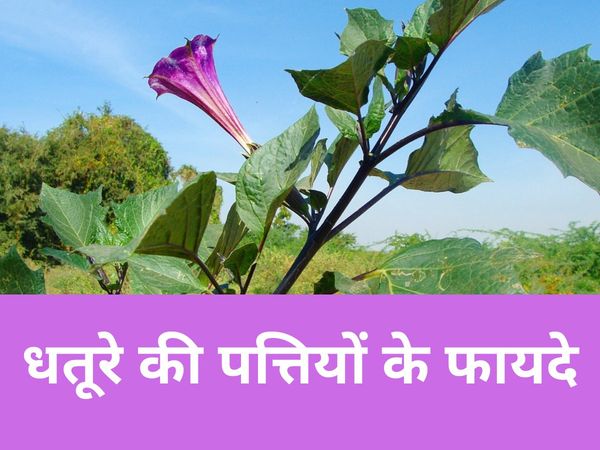 datura leaves 