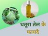 Dhatura Oil 