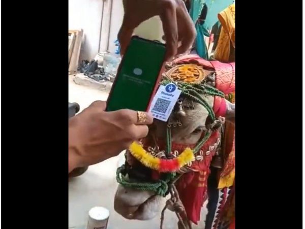 Digital Payment viral video digital payment for nandi bail using upi viral video