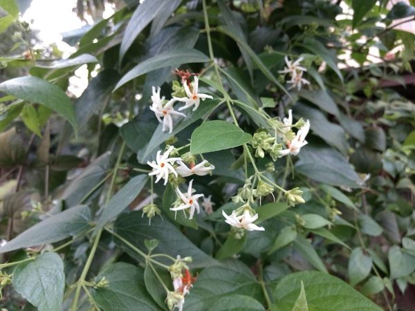 Parijaat tree and its benefits