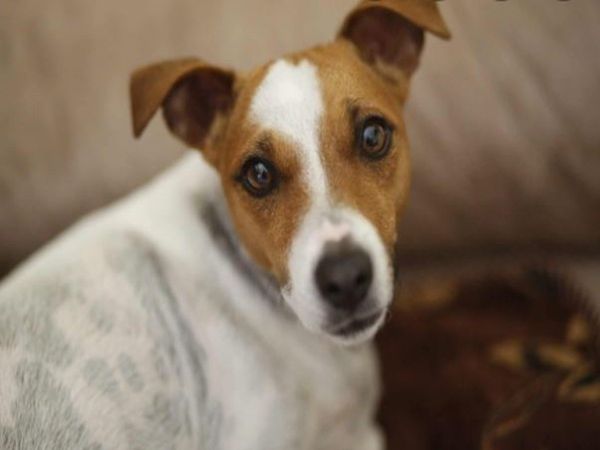 Dog Connect Owner With Mobile Phone in First Time In this World  