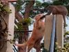 Dog Monkey Friendship Video Goes Viral on Social Media