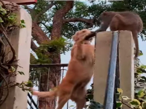 Dog Monkey Friendship Video Goes Viral on Social Media