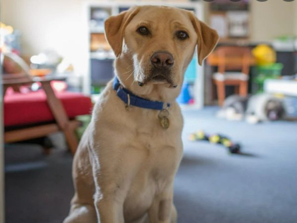 Son dog harassed the mother then the court gave a unique verdict to the couple