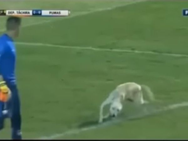 Dog Running in Football Ground Then What Happened Watch Funny Viral Video
