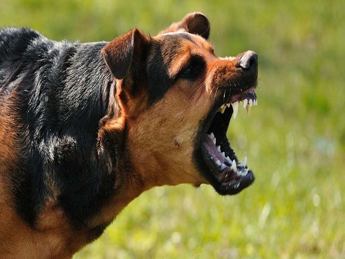 Jaipur Dog Attack : जयपुर में फिर डॉग अटैक, बच्ची पर किया हमला, लगातार बढ़ रहे मामले, लोगों में डर