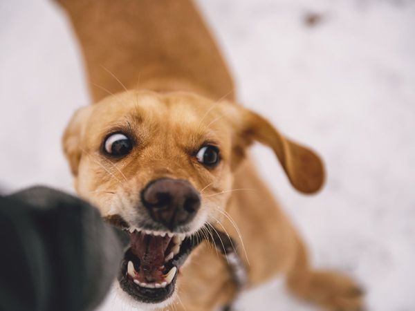 Animal Helplines in Delhi