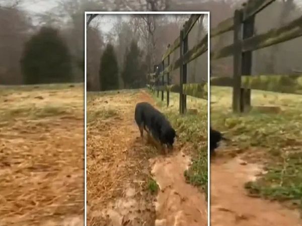 Dog digs up water tract in viral video, Twitter user says Suez Canal needs it