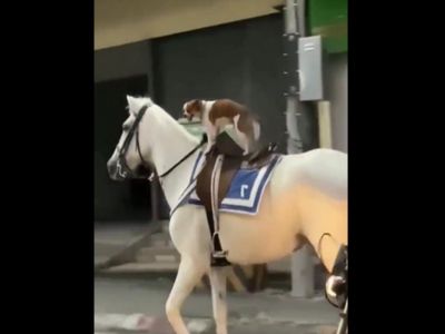 Dog riding a Horse Funny Video Goes Viral on Social Media Dog riding a Horse Funny Video Goes Viral on Social Media