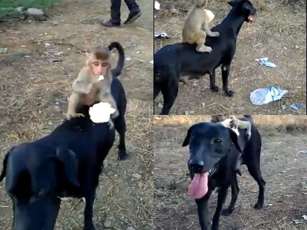Dog Monkey VIDEO