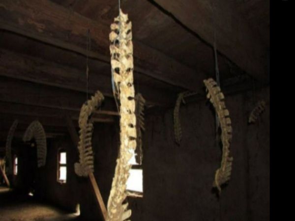 Dog Spines Found Hanging Inside Creepy Abandoned Backbone House Know About Truth