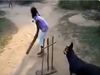 Dog Playing Cricket Sachin Tendulkar Short Heart Winning Video Goes Viral