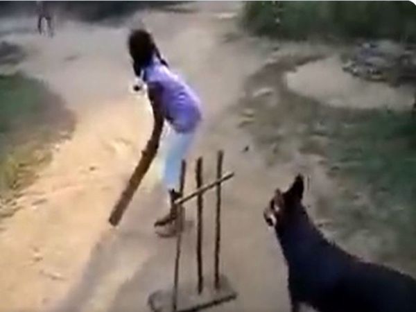 Dog Playing Cricket Sachin Tendulkar Short Heart Winning Video Goes Viral