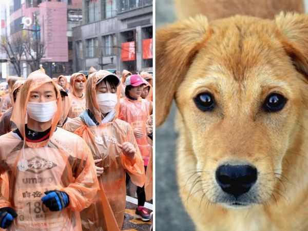 Pet dog infected with COVID-19, Hong Kong authorities confirm case of human to animal transmission