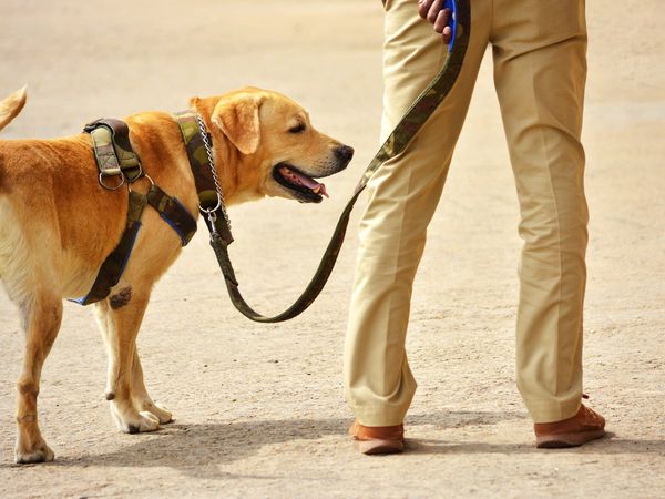 International Dog day 2022: The blind murder case of Ghaziabad, when the dog was given important clues to the frustrated police