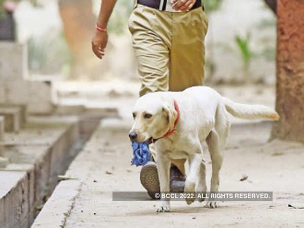 Important dos and don’ts in case of a dog bite and don't forget to do these mistakes