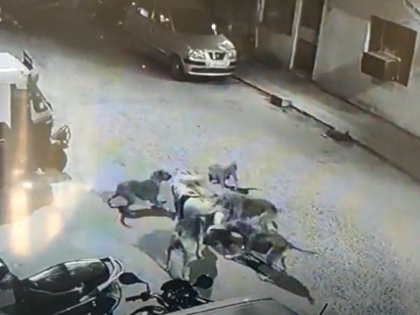 A flock of dogs attacked the person