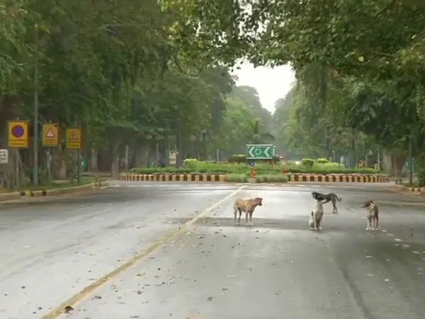 Are dogs also doing social distancing