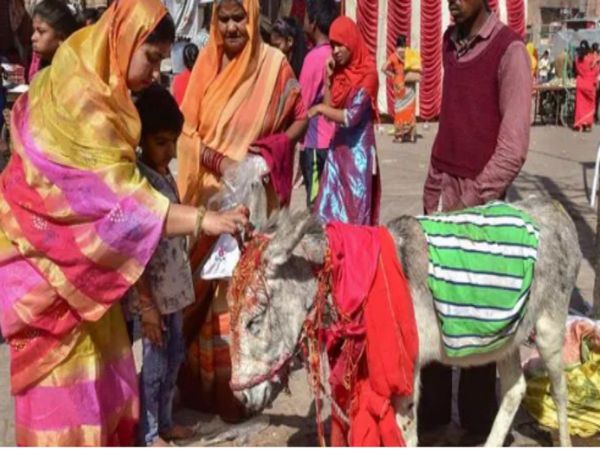 Sheetla Ashtami worship of donkey on Sheetla Ashtami in Bikaner