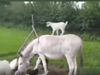 Funny Video Lamb rides donkey in Unique Style Watch Viral Video