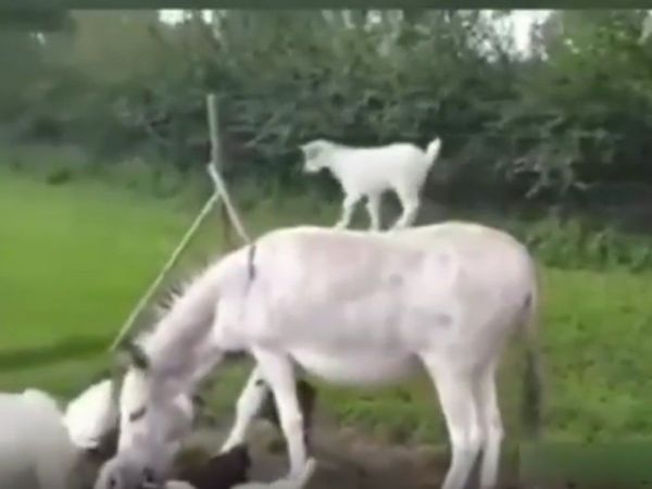 Funny Video Lamb rides donkey in Unique Style Watch Viral Video