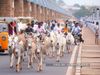 Pakistan's donkey population increases by 1 Lakh