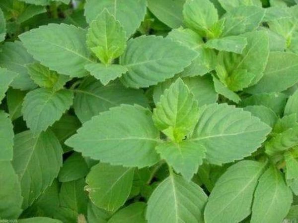 Dry Tulsi Benefits