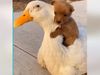 Friendship Between Dog And Duck Cute Video Goes Viral