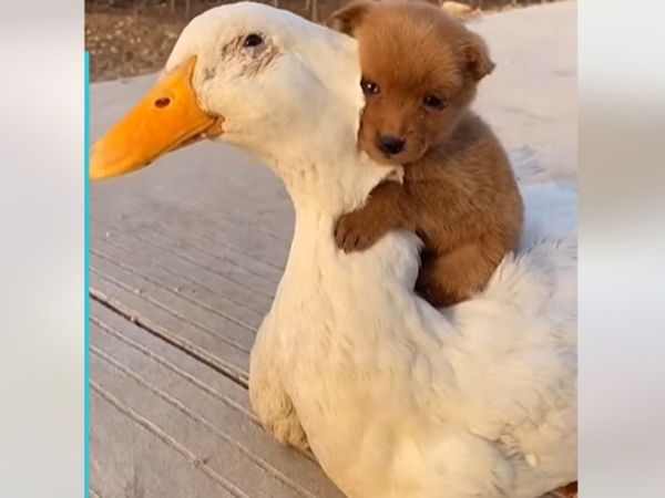 Friendship Between Dog And Duck Cute Video Goes Viral