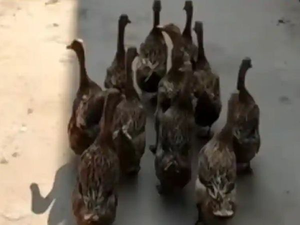 Ducks viral video