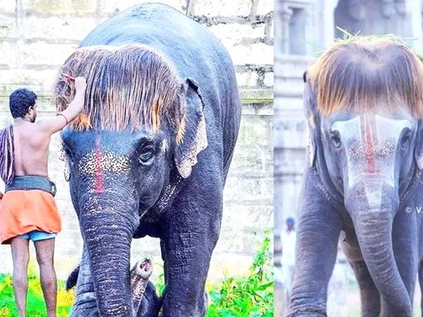 tamilnadu elephant hairstyle 