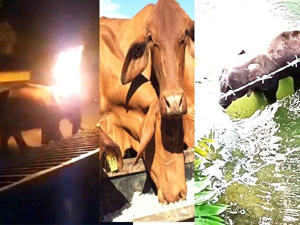 ANIMAL KILLING IN INDIA 