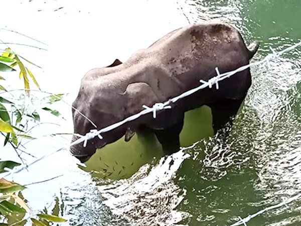 Kerala Elephant Death:हथिनी की हत्या पर केरल के वन मंत्री बोले- ले रहे हैं सख्त एक्शन, नहीं बचेंगे दोषी