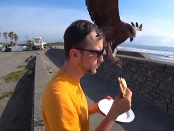Man Eating Sandwich Eagle Snatches Watch Funny Viral Video