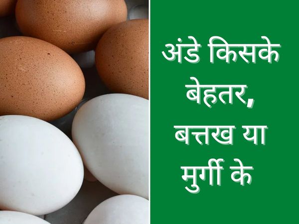 Duck Eggs vs Chicken Eggs