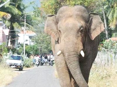 ELEPHANT DEATH ELEPHANT DEATH